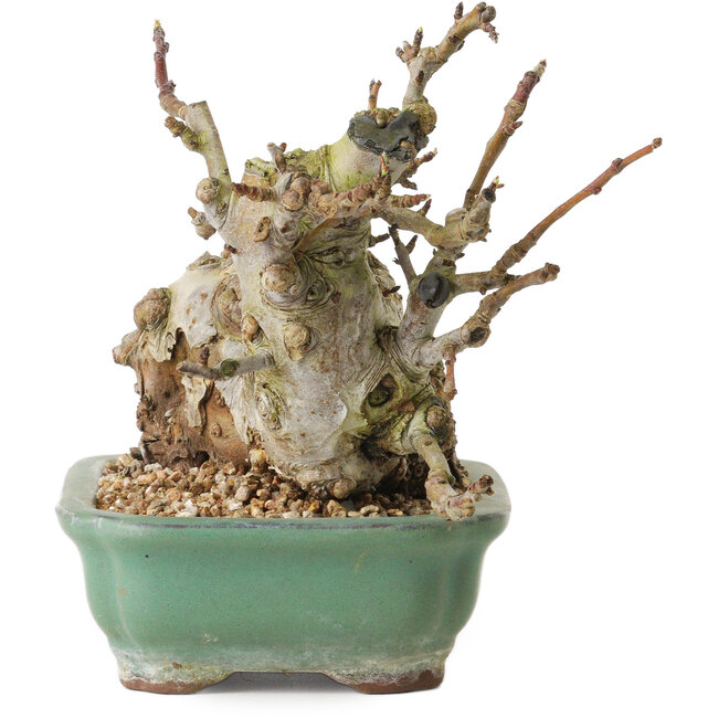 Malus, 16 cm, ± 15 ans