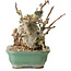 Malus, 16 cm, ± 15 ans