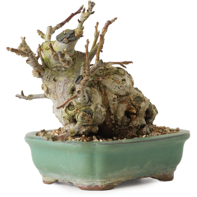 Malus, 16 cm, ± 15 Jahre alt