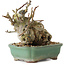 Malus, 16 cm, ± 15 ans