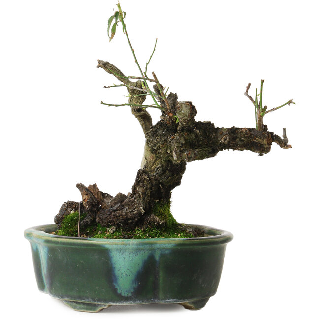 Prunus mume yamadori, 19 cm, ± 25 años, con un nebari de 11 cm, en una maceta japonesa hecha a mano por Terahata Mazan