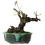 Prunus mume yamadori, 19 cm, ± 25 anni, con un nebari di 11 cm, in un vaso giapponese fatto a mano da Terahata Mazan