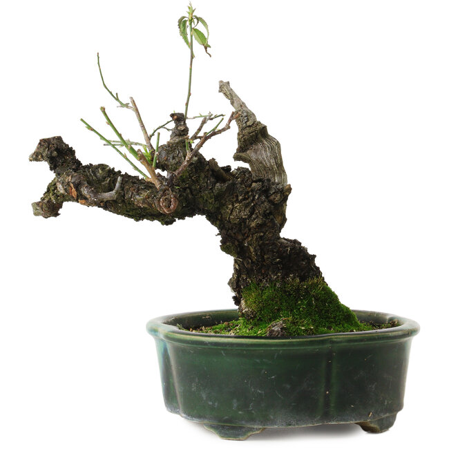 Prunus mume yamadori, 19 cm, ± 25 Jahre alt, mit einem Wurzelhals von 11 cm, in einem handgefertigten japanischen Topf von Terahata Mazan