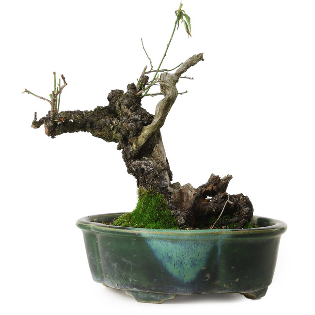 Prunus mume yamadori, 19 cm, ± 25 jaar oud, met een nebari van 11 cm, in een handgemaakte Japanse pot van Terahata Mazan.