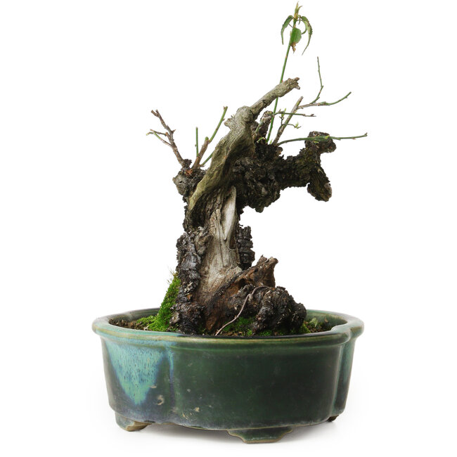 Prunus mume yamadori, 19 cm, ± 25 Jahre alt, mit einem Wurzelhals von 11 cm, in einem handgefertigten japanischen Topf von Terahata Mazan