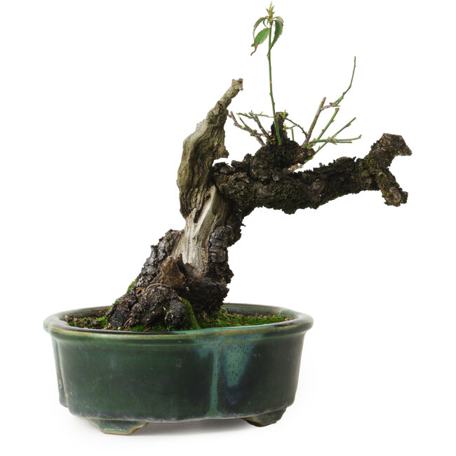 Prunus mume yamadori, 19 cm, ± 25 años, con un nebari de 11 cm, en una maceta japonesa hecha a mano por Terahata Mazan