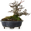 Malus, 14 cm, environ 20 ans, avec un nebari de 8 cm, dans un pot cassé