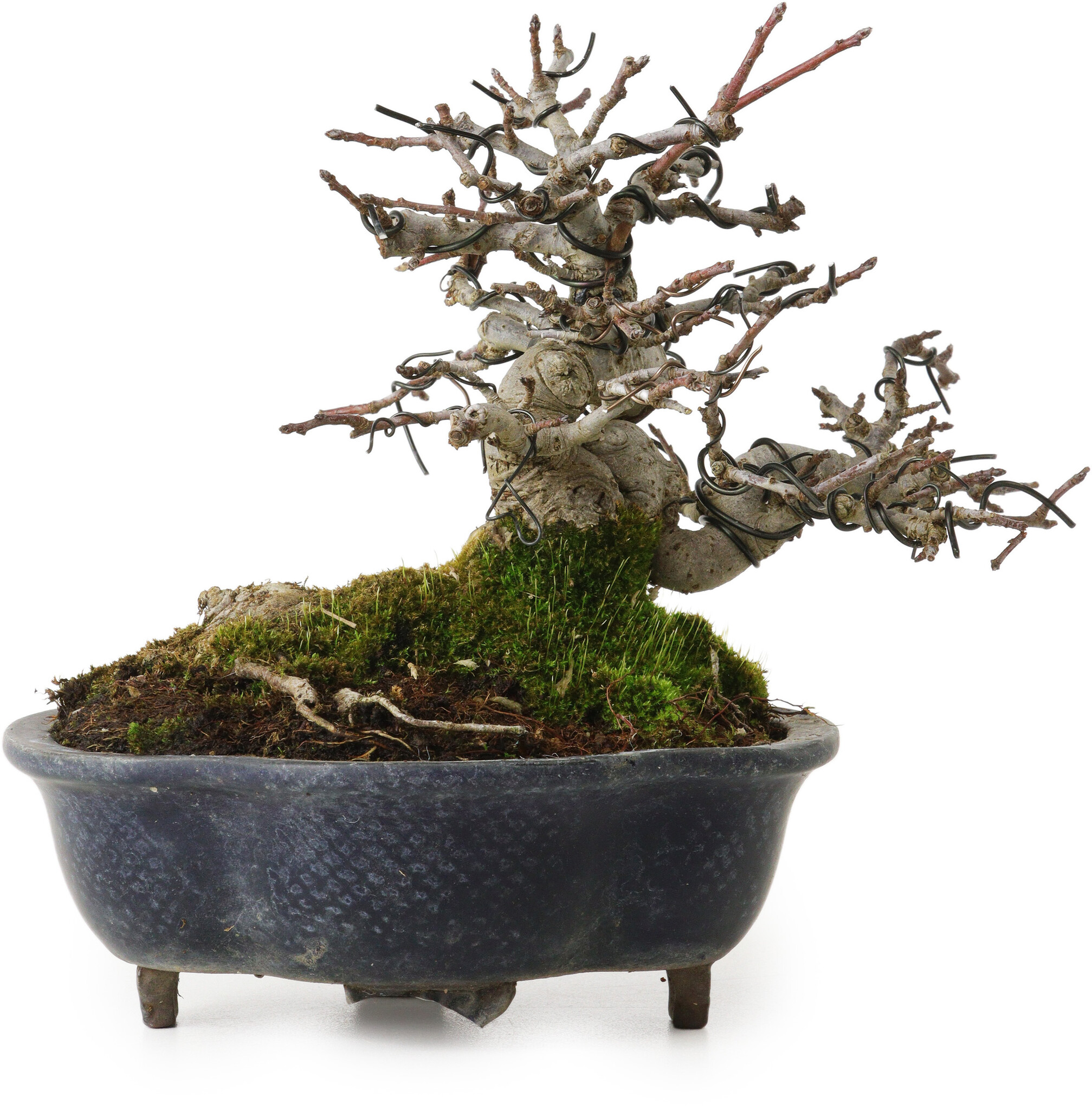 Malus, 14 cm, ± 20 years old, with a nebari of 8 cm, in a broken pot ...