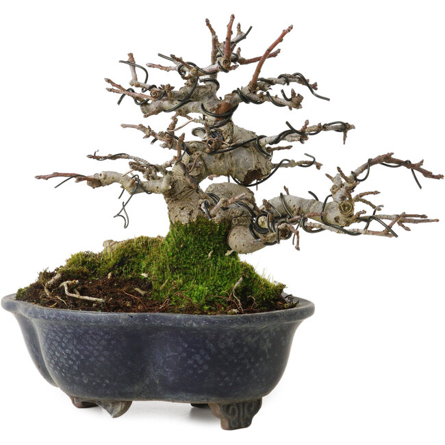 Malus, 14 cm, environ 20 ans, avec un nebari de 8 cm, dans un pot cassé