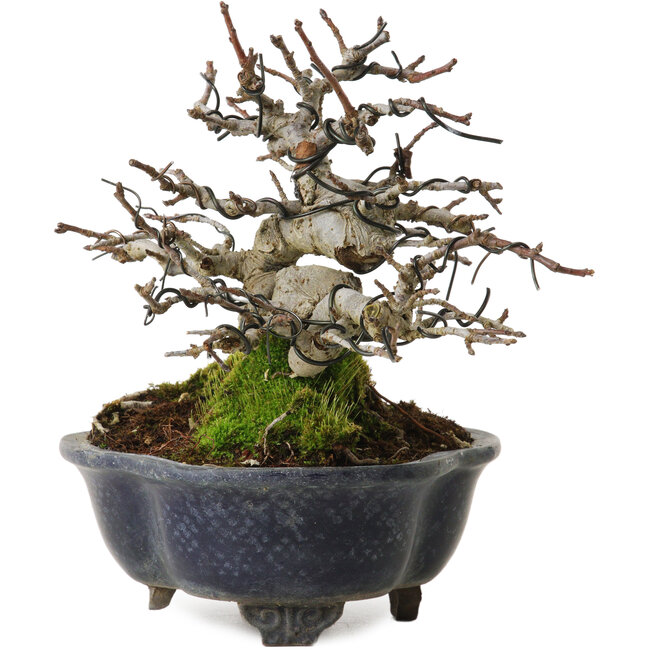 Malus, 14 cm, environ 20 ans, avec un nebari de 8 cm, dans un pot cassé
