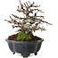 Malus, 14 cm, environ 20 ans, avec un nebari de 8 cm, dans un pot cassé