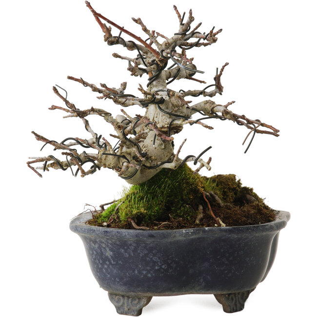Malus, 14 cm, environ 20 ans, avec un nebari de 8 cm, dans un pot cassé