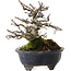 Malus, 14 cm, environ 20 ans, avec un nebari de 8 cm, dans un pot cassé