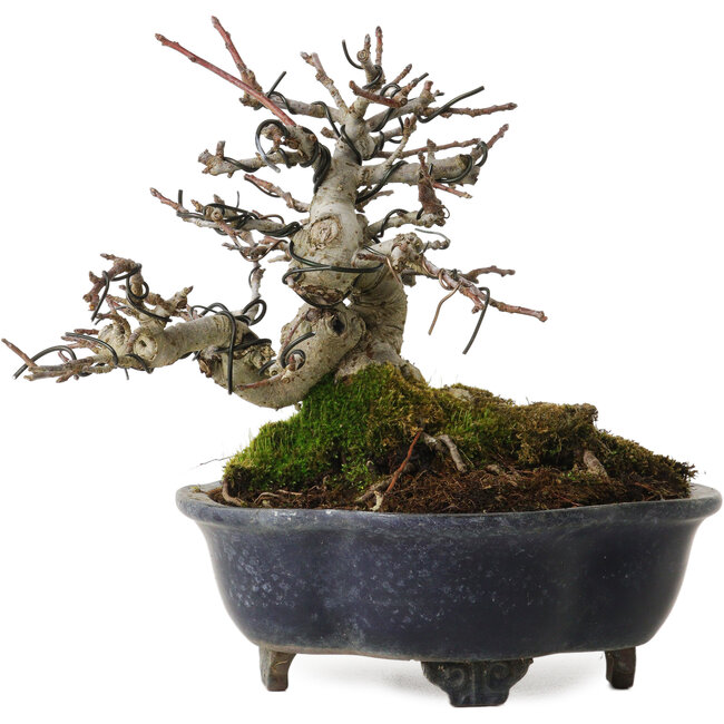 Malus, 14 cm, ± 20 jaar oud, met een nebari van 8 cm, in een gebroken pot.