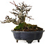 Malus, 14 cm, environ 20 ans, avec un nebari de 8 cm, dans un pot cassé