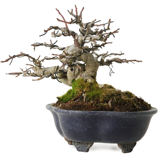 Malus, 14 cm, ± 20 jaar oud, met een nebari van 8 cm, in een gebroken pot.