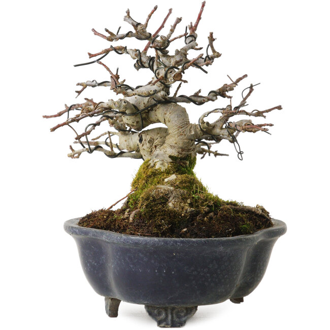 Malus, 14 cm, environ 20 ans, avec un nebari de 8 cm, dans un pot cassé