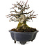 Malus, 14 cm, environ 20 ans, avec un nebari de 8 cm, dans un pot cassé
