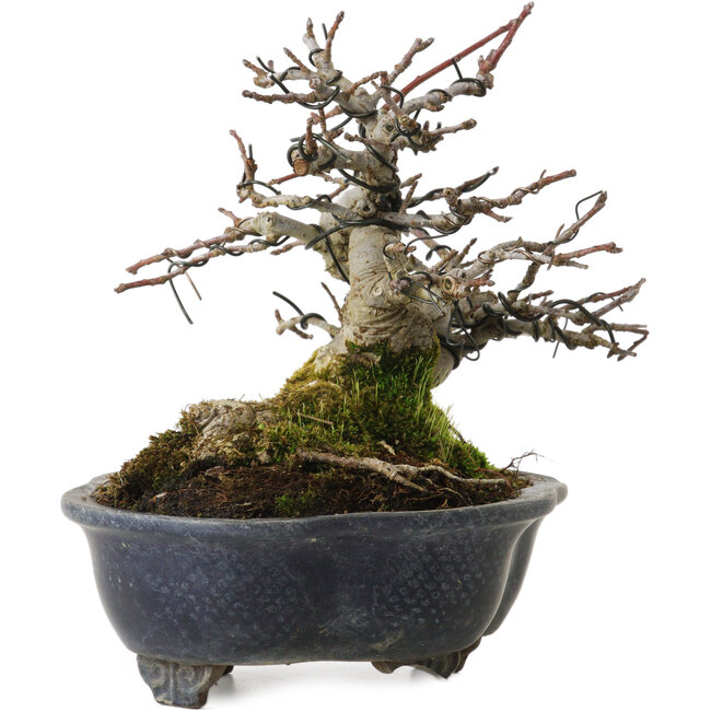 Malus, 14 cm, environ 20 ans, avec un nebari de 8 cm, dans un pot cassé