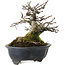 Malus, 14 cm, environ 20 ans, avec un nebari de 8 cm, dans un pot cassé