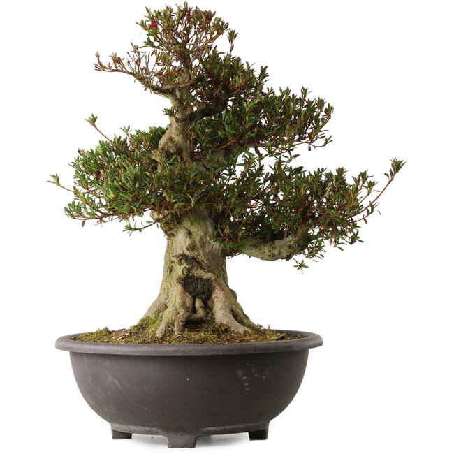 Rhododendron indicum Aozora, 54 cm, ca. 30 Jahre alt, mit einem Wurzelhals von 20 cm