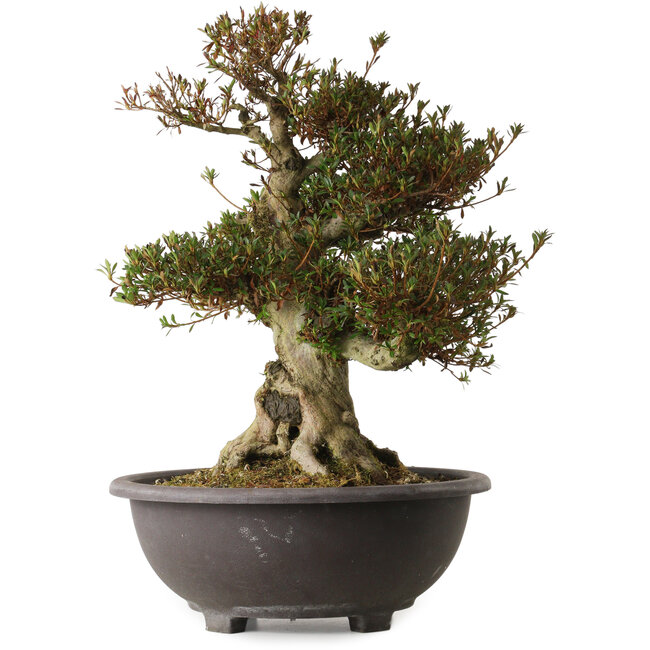 Rhododendron indicum Aozora, 54 cm, ± 30 años, con un nebari de 20 cm