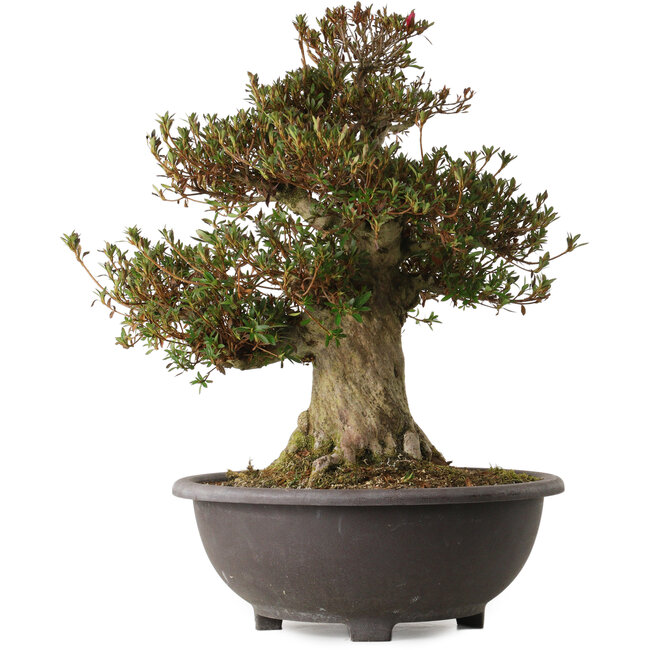 Rhododendron indicum Aozora, 54 cm, ca. 30 Jahre alt, mit einem Wurzelhals von 20 cm