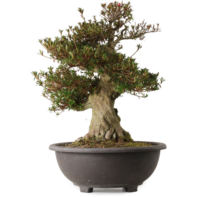 Rhododendron indicum Aozora, 54 cm, ca. 30 Jahre alt, mit einem Wurzelhals von 20 cm