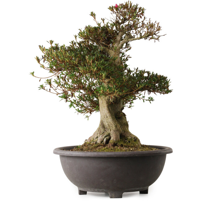 Rhododendron indicum Aozora, 54 cm, ± 30 years old, with a nebari of 20 cm