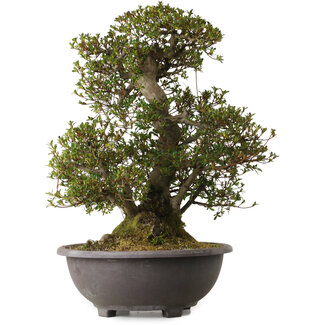 Rhododendron indicum Korin, 58 cm, ± 30 ans