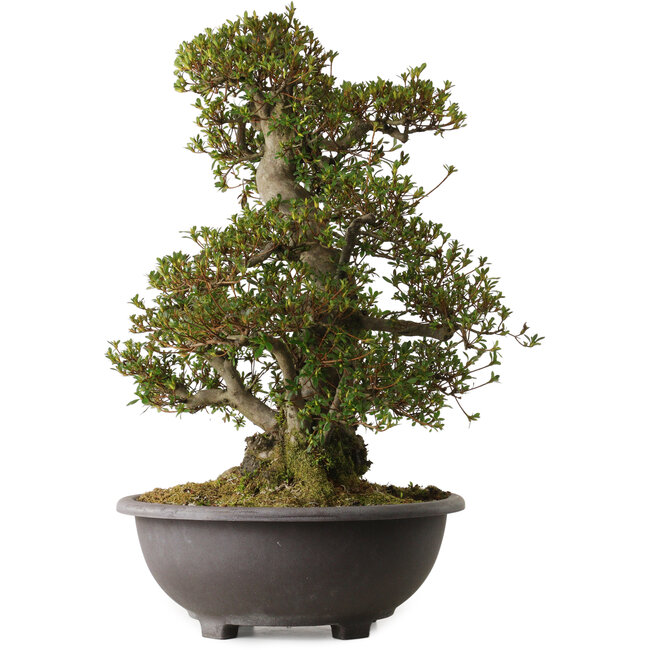 Rhododendron indicum Korin, 58 cm, ca. 30 Jahre alt, mit einem Wurzelhals von 27 cm