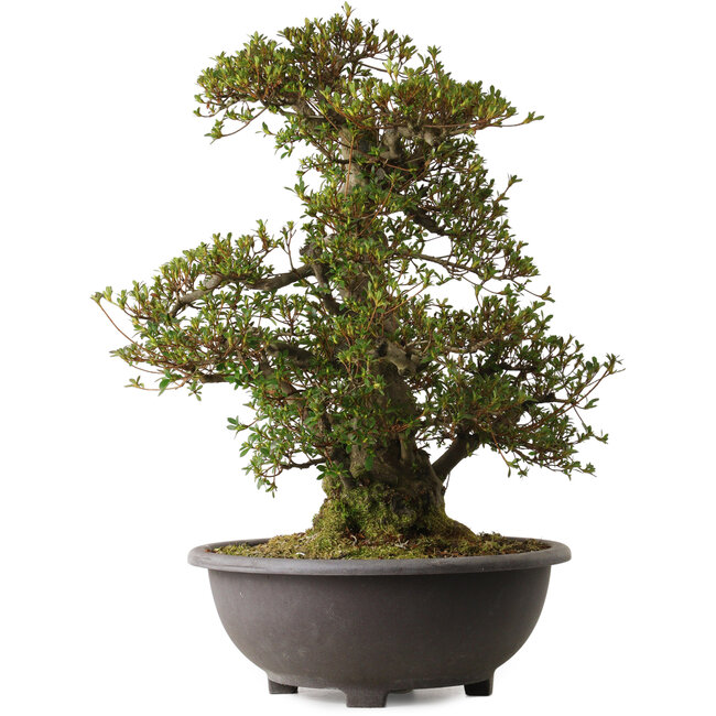 Rhododendron indicum Korin, 58 cm, ± 30 jaar oud, met een nebari van 27 cm