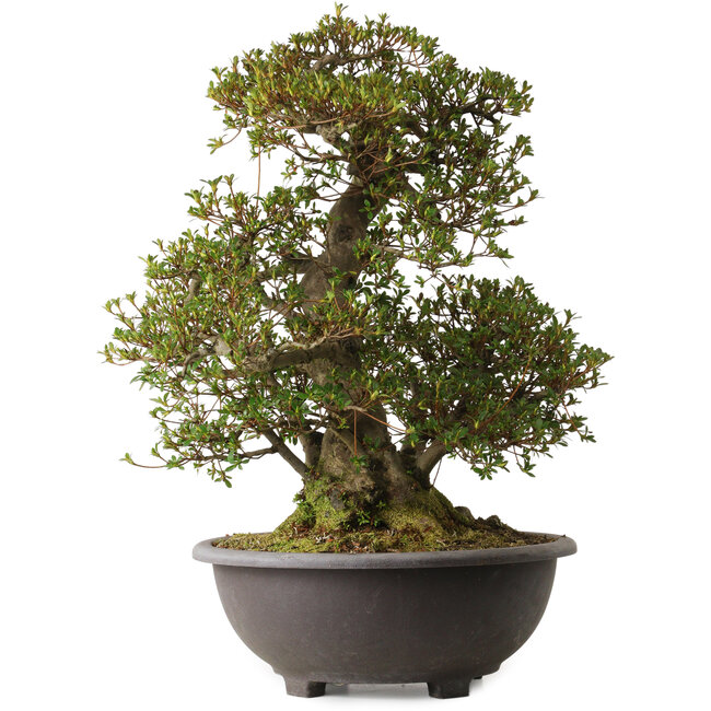 Rhododendron indicum Korin, 58 cm, ± 30 jaar oud, met een nebari van 27 cm