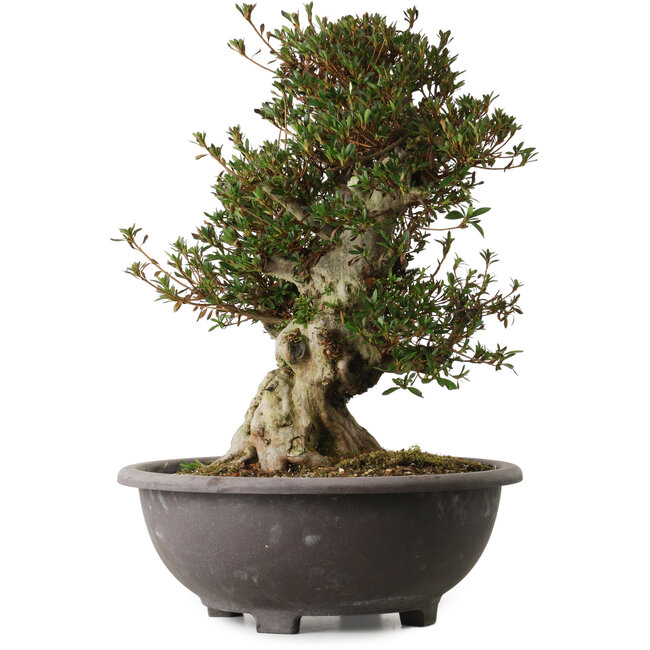 Rhododendron indicum Korin, 50 cm, ca. 30 Jahre alt, mit einem Wurzelhals von 17 cm