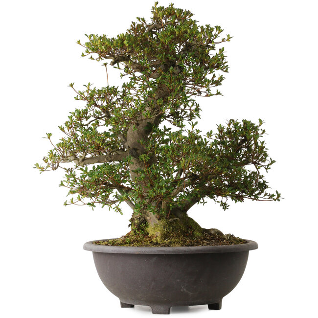 Rhododendron indicum Korin, 58 cm, ± 30 years old, with a nebari of 27 cm