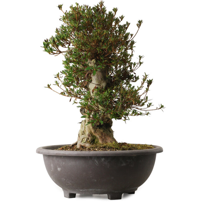 Rhododendron indicum Korin, 50 cm, ± 30 anni, con un nebari di 17 cm