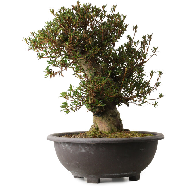 Rhododendron indicum Korin, 50 cm, ± 30 ans, avec un nebari de 17 cm