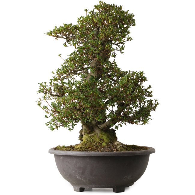 Rhododendron indicum Korin, 58 cm, ± 30 anni, con un nebari di 27 cm