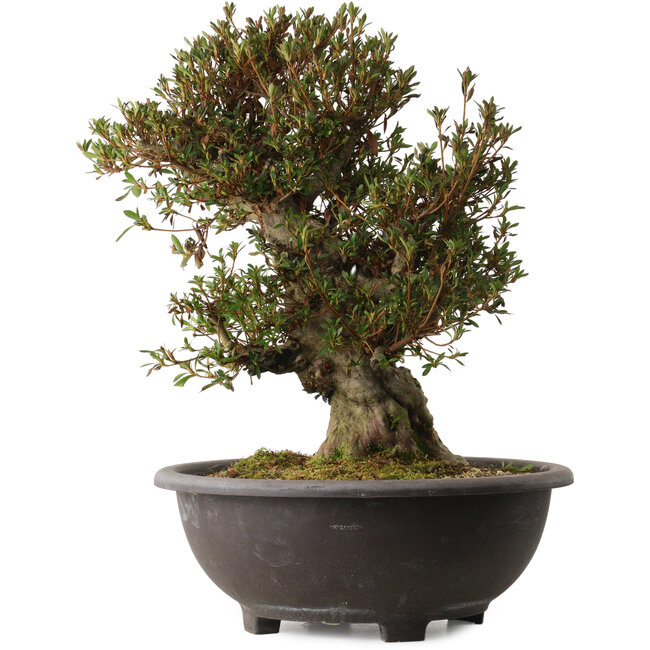 Rhododendron indicum Korin, 50 cm, ± 30 años, con un nebari de 17 cm