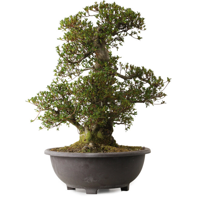 Rhododendron indicum Korin, 58 cm, ca. 30 Jahre alt, mit einem Wurzelhals von 27 cm