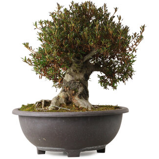 Rhododendron indicum Korin, 43 cm, ± 30 Jahre alt