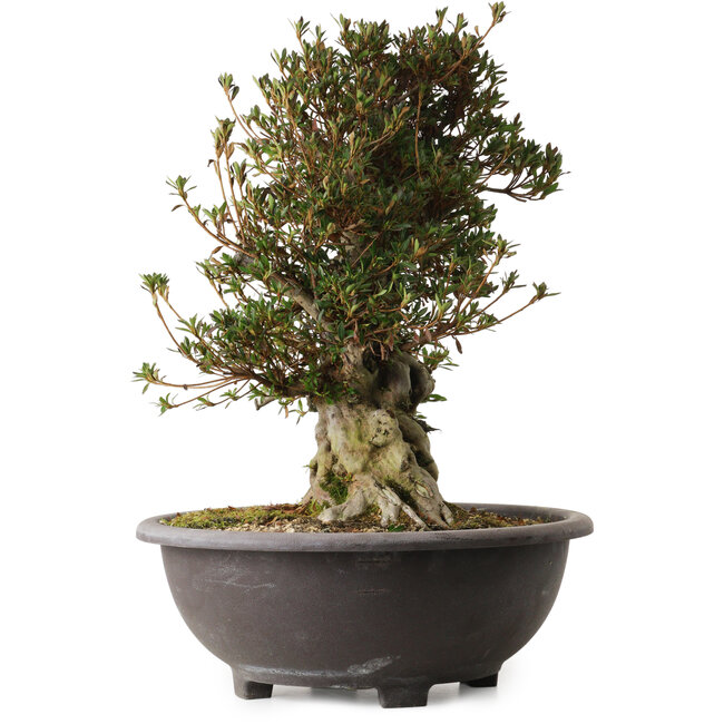 Rhododendron indicum Korin, 50 cm, ± 30 anni, con un nebari di 17 cm