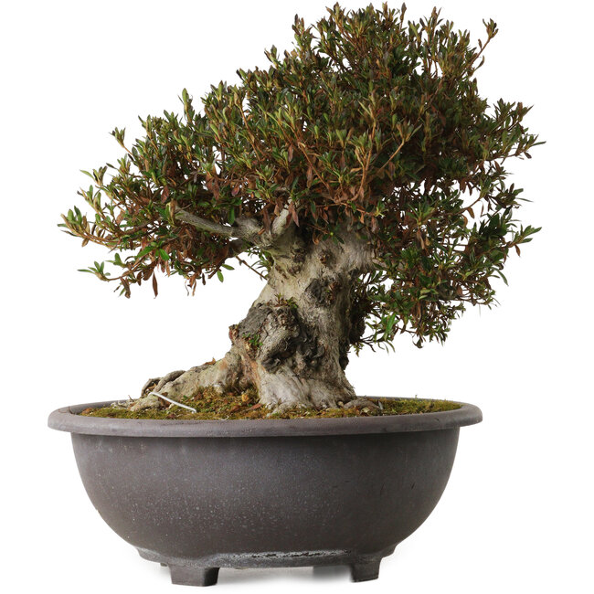 Rhododendron indicum Korin, 43 cm, ± 30 años, con un nebari de 24 cm