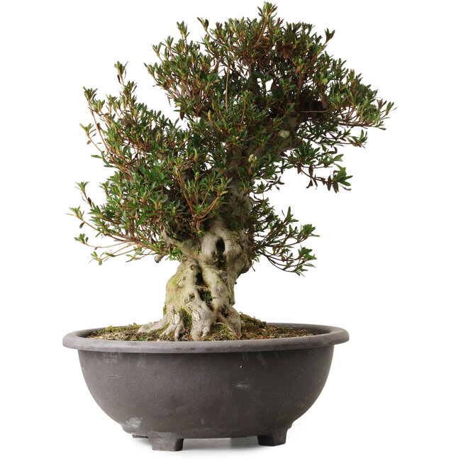 Rhododendron indicum Korin, 50 cm, ± 30 ans, avec un nebari de 17 cm