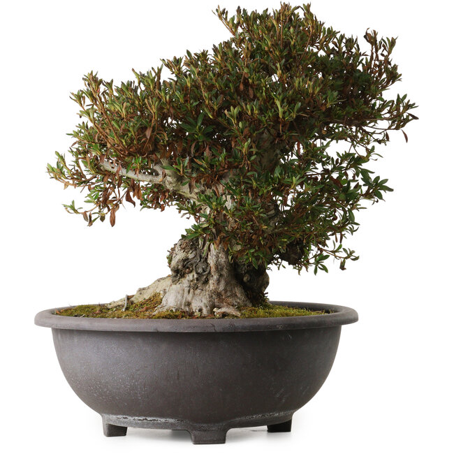 Rhododendron indicum Korin, 43 cm, ± 30 años, con un nebari de 24 cm