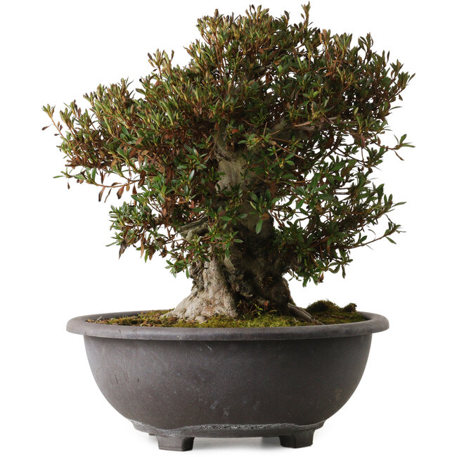 Rhododendron indicum Korin, 43 cm, ± 30 años, con un nebari de 24 cm