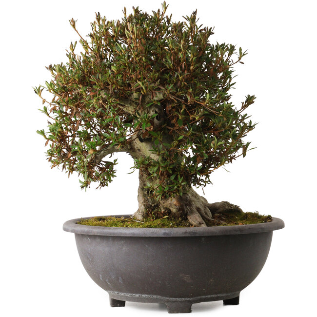 Rhododendron indicum Korin, 43 cm, ca. 30 Jahre alt, mit einem Wurzelhals von 24 cm