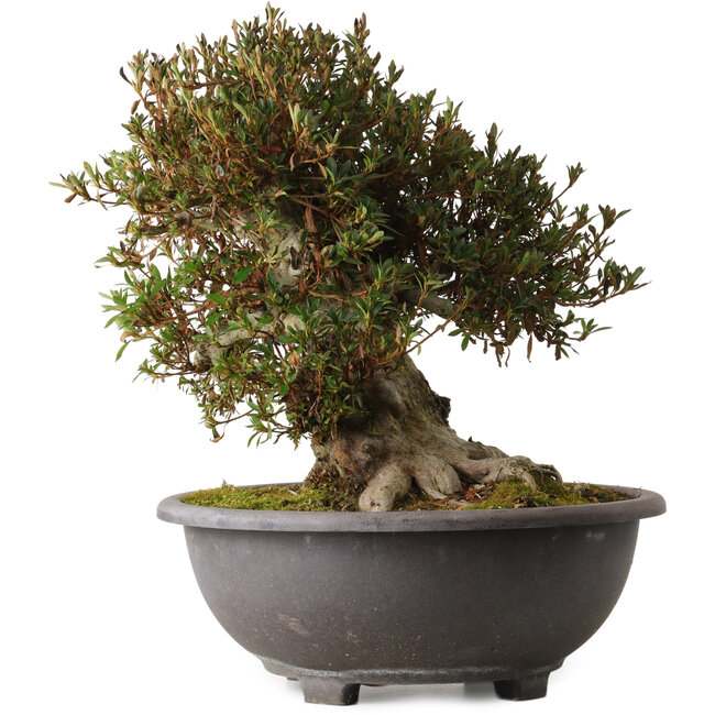 Rhododendron indicum Korin, 43 cm, ± 30 jaar oud, met een nebari van 24 cm