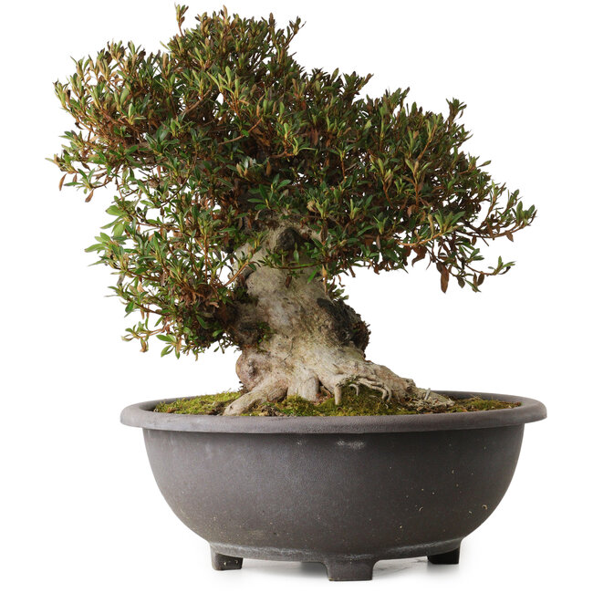 Rhododendron indicum Korin, 43 cm, ca. 30 Jahre alt, mit einem Wurzelhals von 24 cm