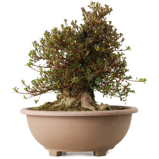 Rhododendron indicum Korin, 40 cm, ± 30 jaar oud